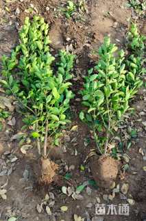 高度50厘米冬青小苗