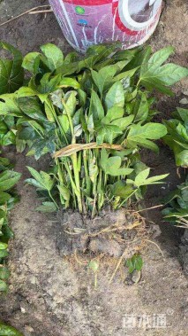 高度30厘米八角金盘小苗