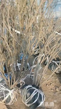 高度1.5厘米牡丹