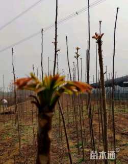 0.5公分红油香椿