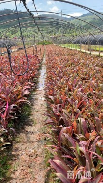 高度20厘米红叶朱蕉