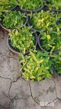 高度15厘米千屈菜