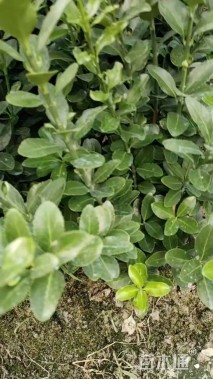 高度50厘米大叶黄杨