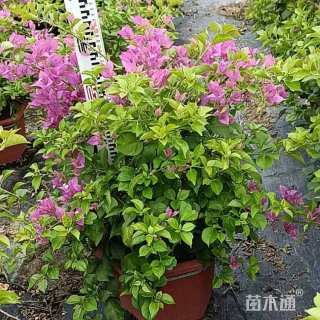 冠幅20厘米紫花勒杜鹃球