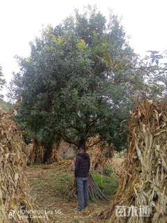 高度60厘米青香木