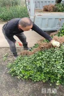 高度50厘米大叶黄杨