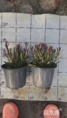 高度20厘米紫叶千鸟花