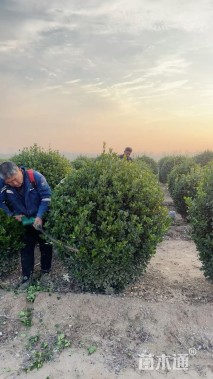 冠幅120厘米冬青球