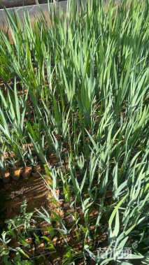 高度25厘米燕尾草