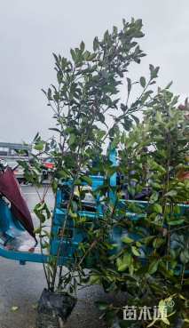 高度150厘米红叶石楠篱笆