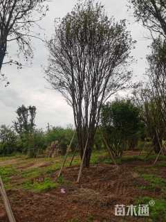 高度8000厘米丛生茶条槭