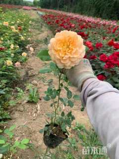 高度40厘米大花月季