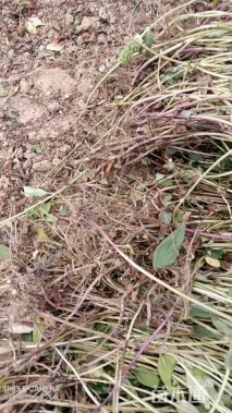 高度30厘米夏枯草