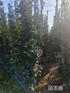 高度150厘米北海道黄杨