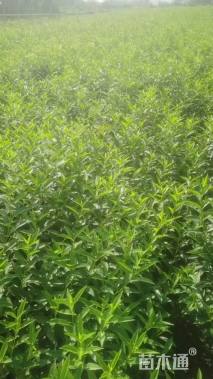 高度60厘米连翘