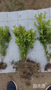 高度30厘米金叶女贞