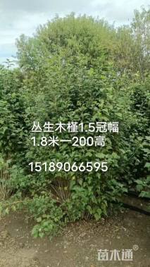 高度1.8厘米丛生木槿