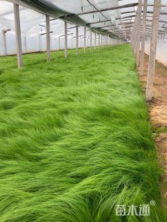 高度20厘米细叶针芒