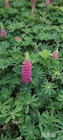 高度15厘米羽扇豆