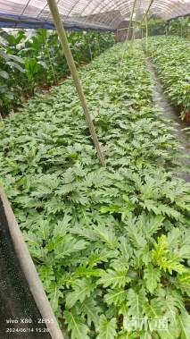 高度35厘米小天使