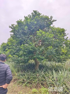 20公分红果冬青