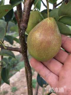 高度100厘米玉露香梨