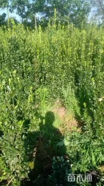 高度140厘米北海道黄杨