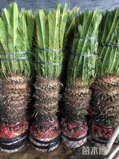 裸干高20厘米苏铁