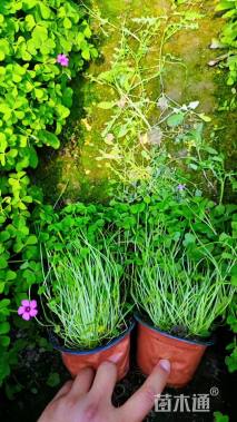 高度14厘米红花酢浆草