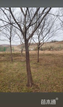 19公分朴树