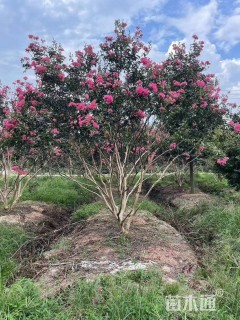 高度3厘米丛生紫薇