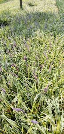 高度20厘米金边阔叶麦冬