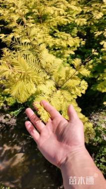 高度30厘米金叶水杉小苗