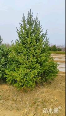 高度300厘米红皮云杉