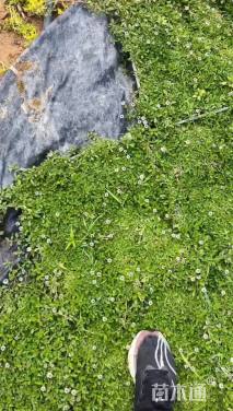 高度30厘米姬岩垂草