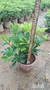 高度50厘米鸭脚木