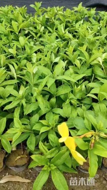 高度25厘米软枝黄蝉