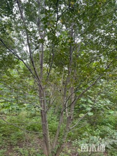 10公分(4杆)丛生朴树
