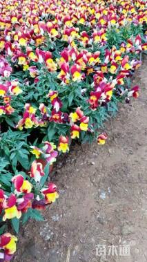 高度20厘米金鱼草