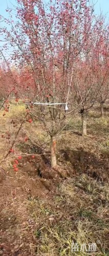 12公分垂丝海棠