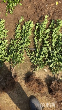 高度120厘米大叶黄杨