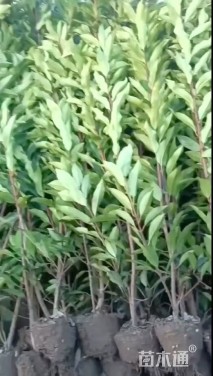 高度150厘米法国冬青