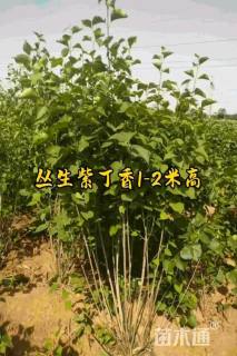 高度150厘米丛生丁香