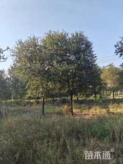 18公分弗吉尼亚栎