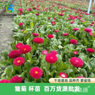 高度35厘米雏菊