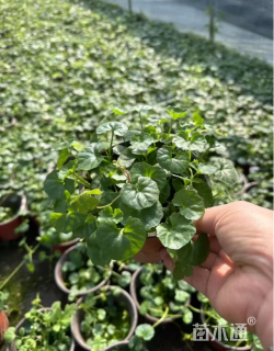 高度25厘米肾叶堇