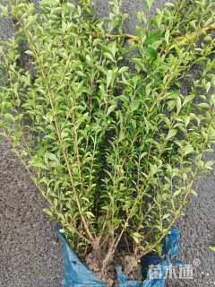 高度35厘米六月雪