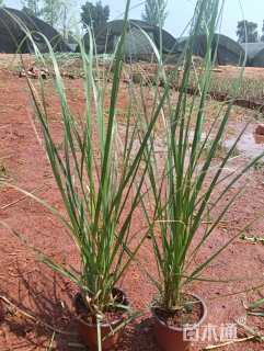 高度30厘米矮蒲苇