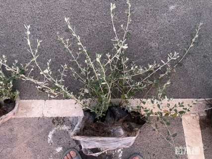 高度35厘米水果兰球