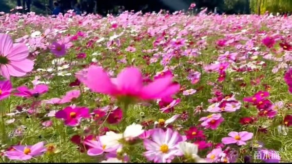 富裕种业紫云英种子